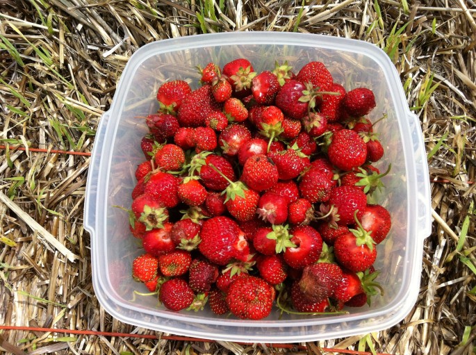 Good year for strawberries