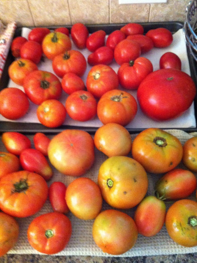 Tomatoes Galore